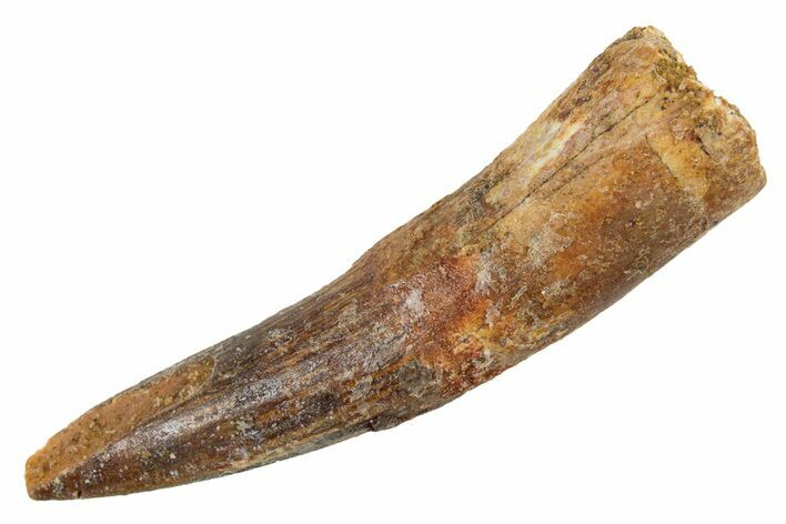 Fossil Spinosaurus Tooth - Real Dinosaur Tooth #345936